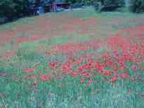 Umbrian Scenes 1 Screensaver screen shot